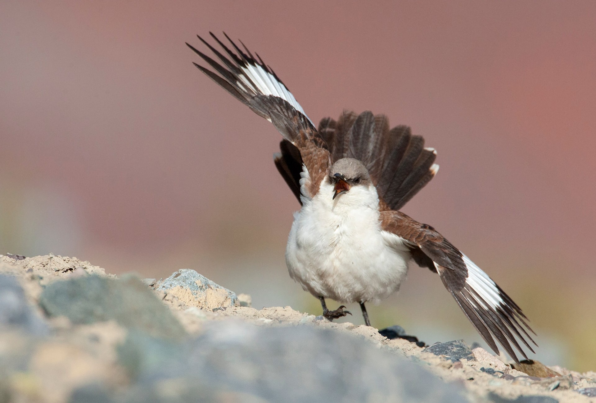 White-bellied Cinclodes, Peru, by Agami Photo Agency