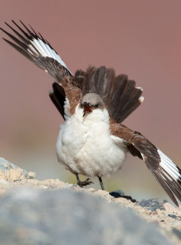 White-bellied Cinclodes, Peru, by Agami Photo Agency