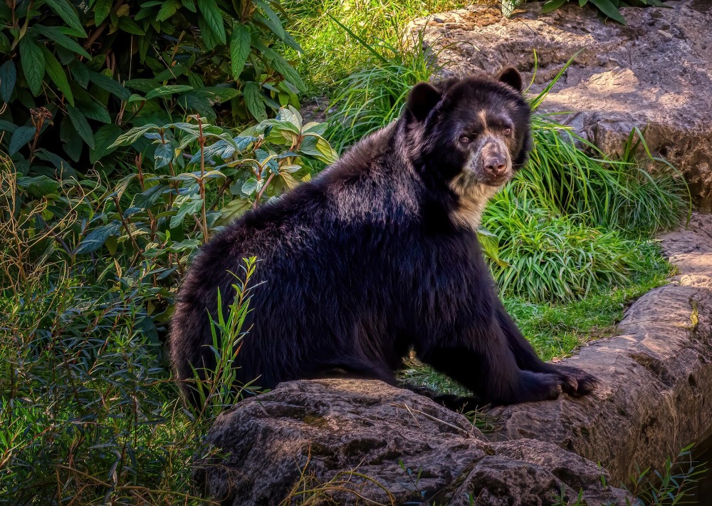 Young Spectacled Bear or Andean Bear, by mspicsandmore