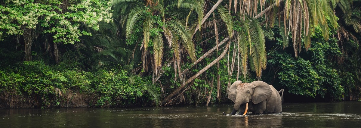 African Forest Elephant, by Roger de la Harpe