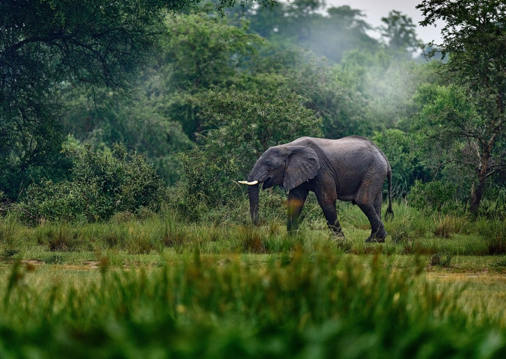 African Forest Elephant, by Ondrej Prosicky