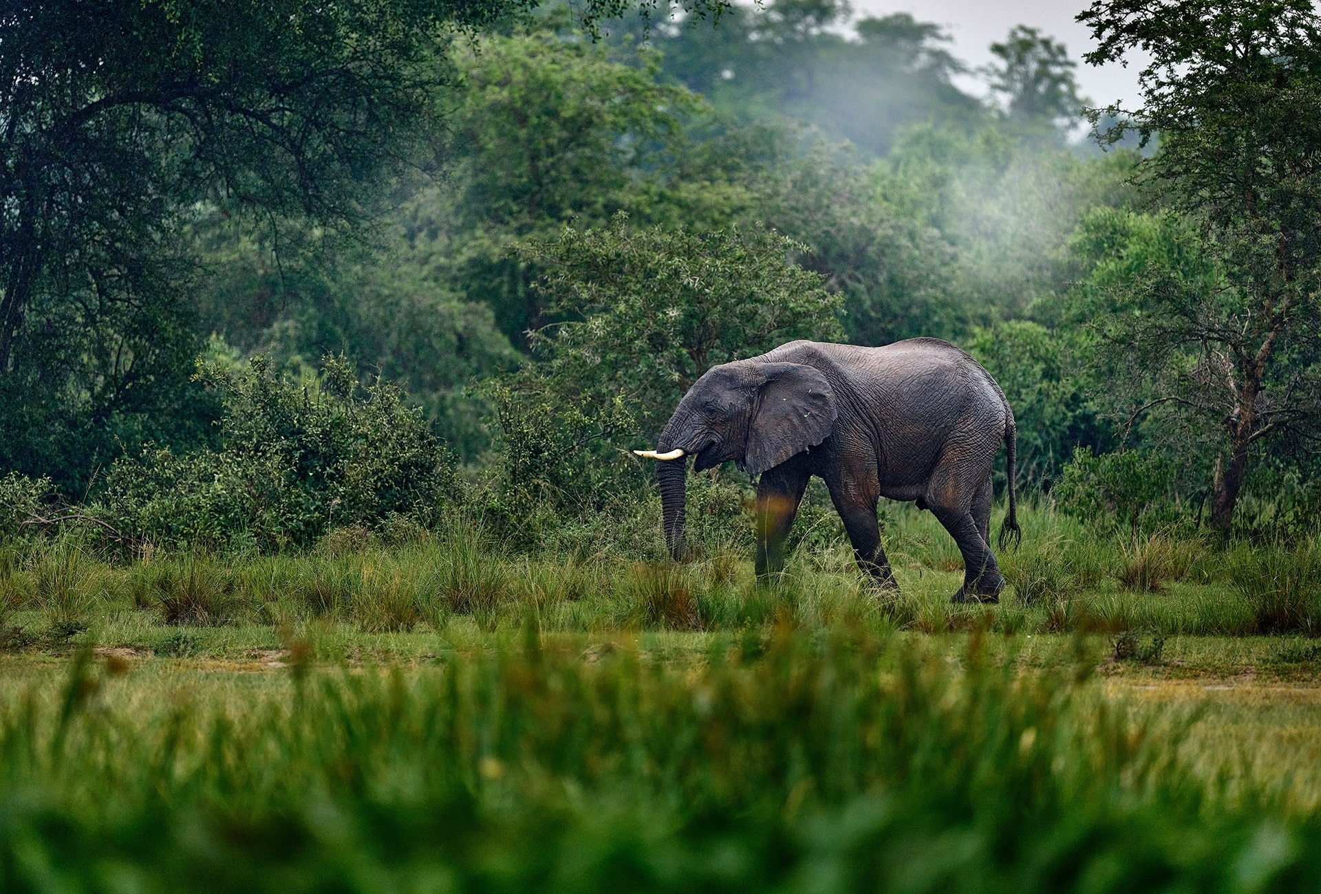 African Forest Elephant, by Ondrej Prosicky