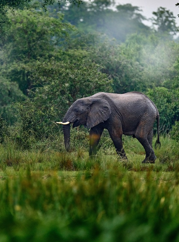 African Forest Elephant, by Ondrej Prosicky