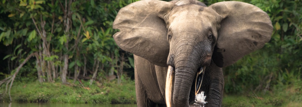 African Forest Elephant, by Michal Varga