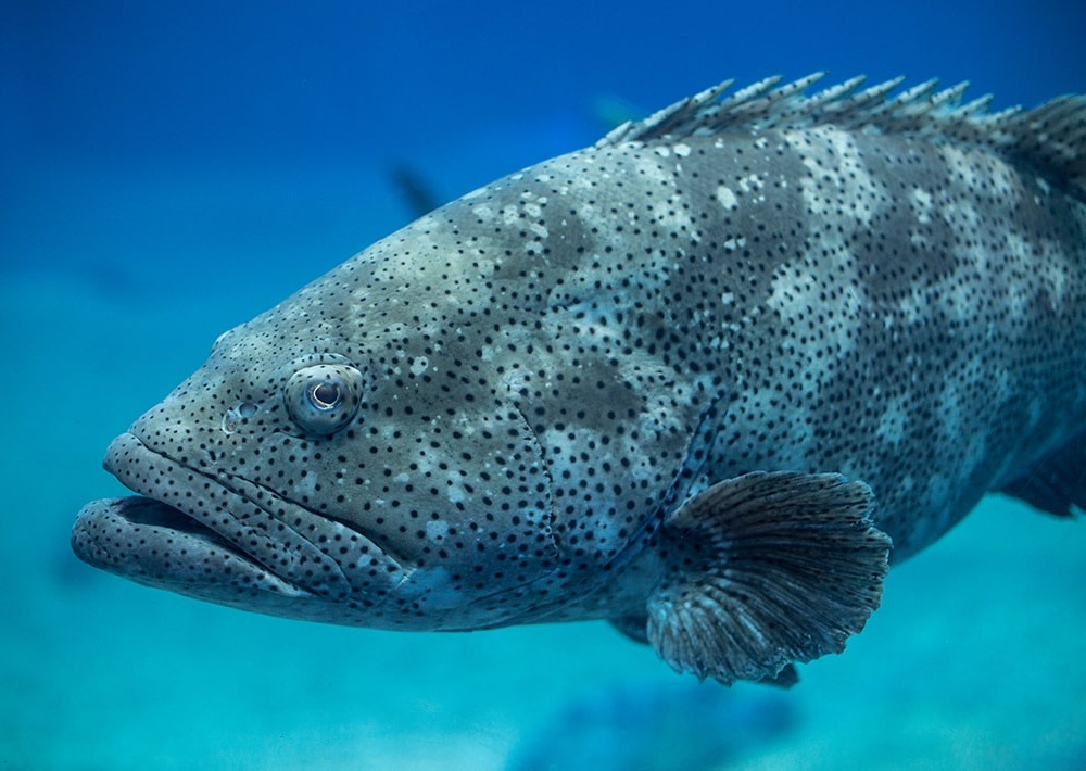 Atlantic Goliath Grouper, by Jayson Photography