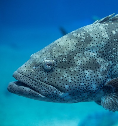 Atlantic Goliath Grouper, by Jayson Photography