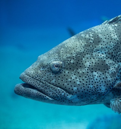 Atlantic Goliath Grouper, by Jayson Photography