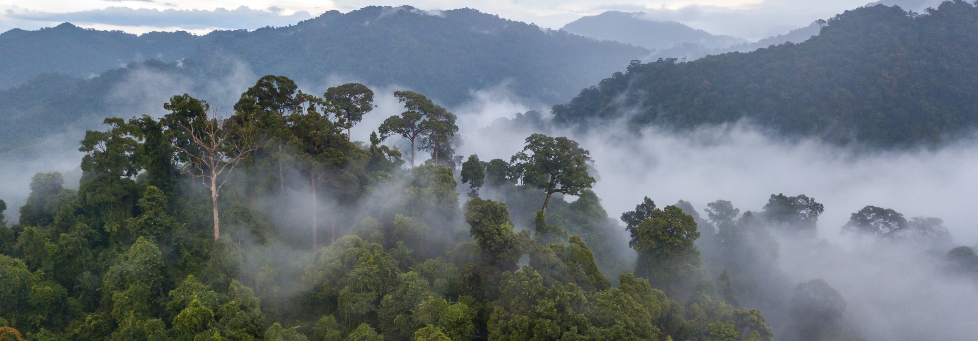 Brazilian rainforest canopy, by Richard Whitcombe