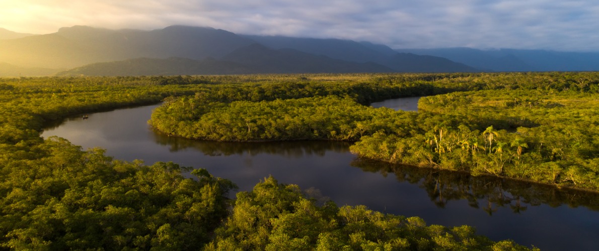 The Brazilian Amazon rainforest