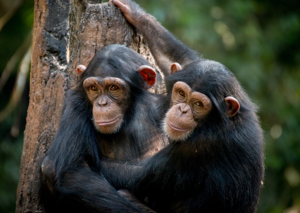 Endangered Chimpanzees, by Gerdie Hutomo
