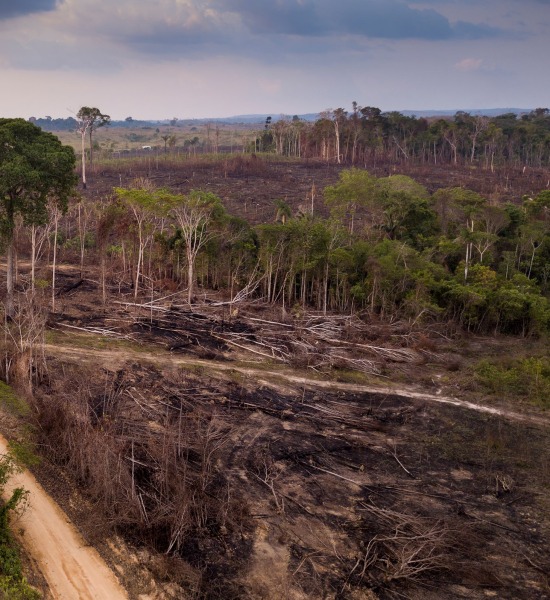 Deforestation in Brazil, by Paralaxis