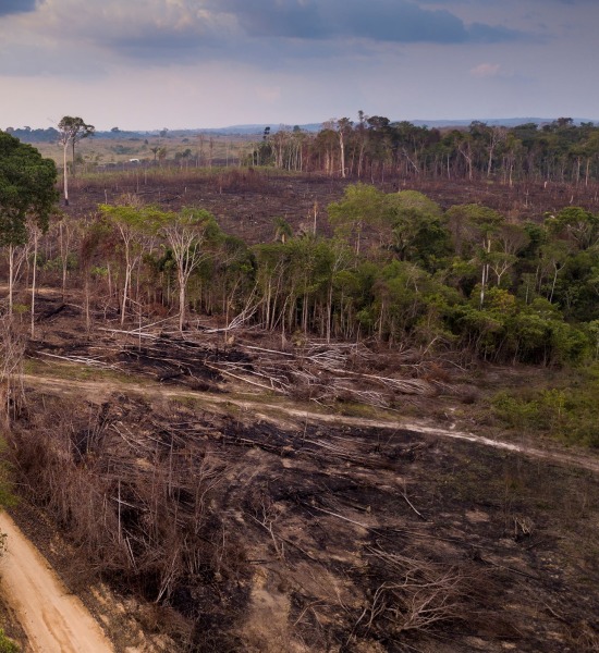 Deforestation in Brazil, by Paralaxis