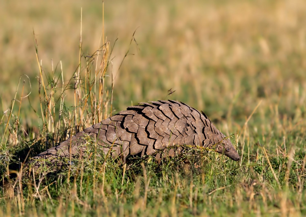 The Giant Ground Pangolin, by Maggy Meyer