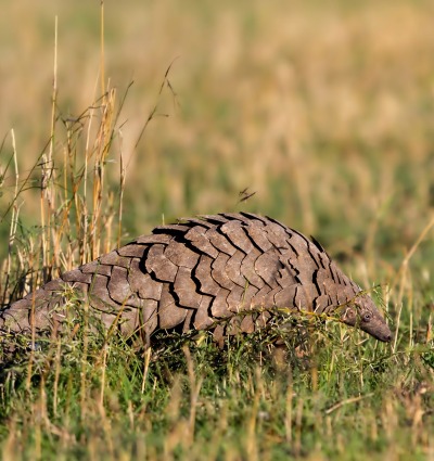 The Giant Ground Pangolin, by Maggy Meyer