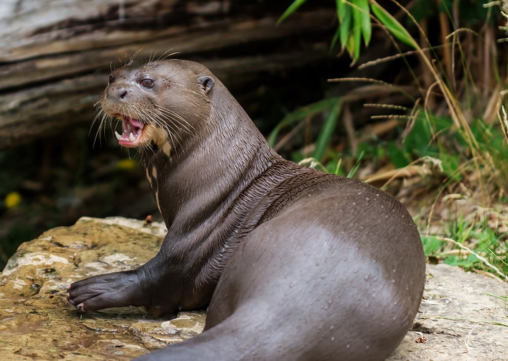 The Giant Otter, by stockfoto