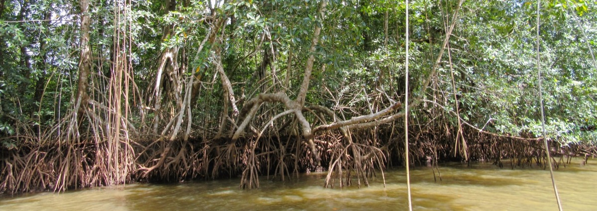 mangroves