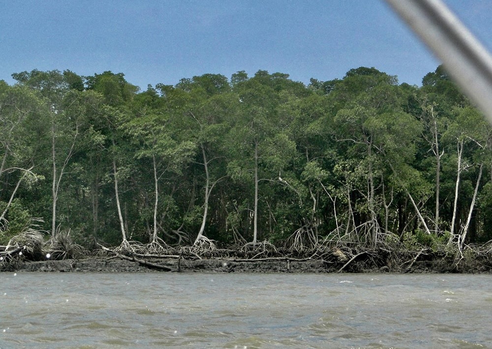 Mangroves in the estuary region, courtesy of RARE Brazil