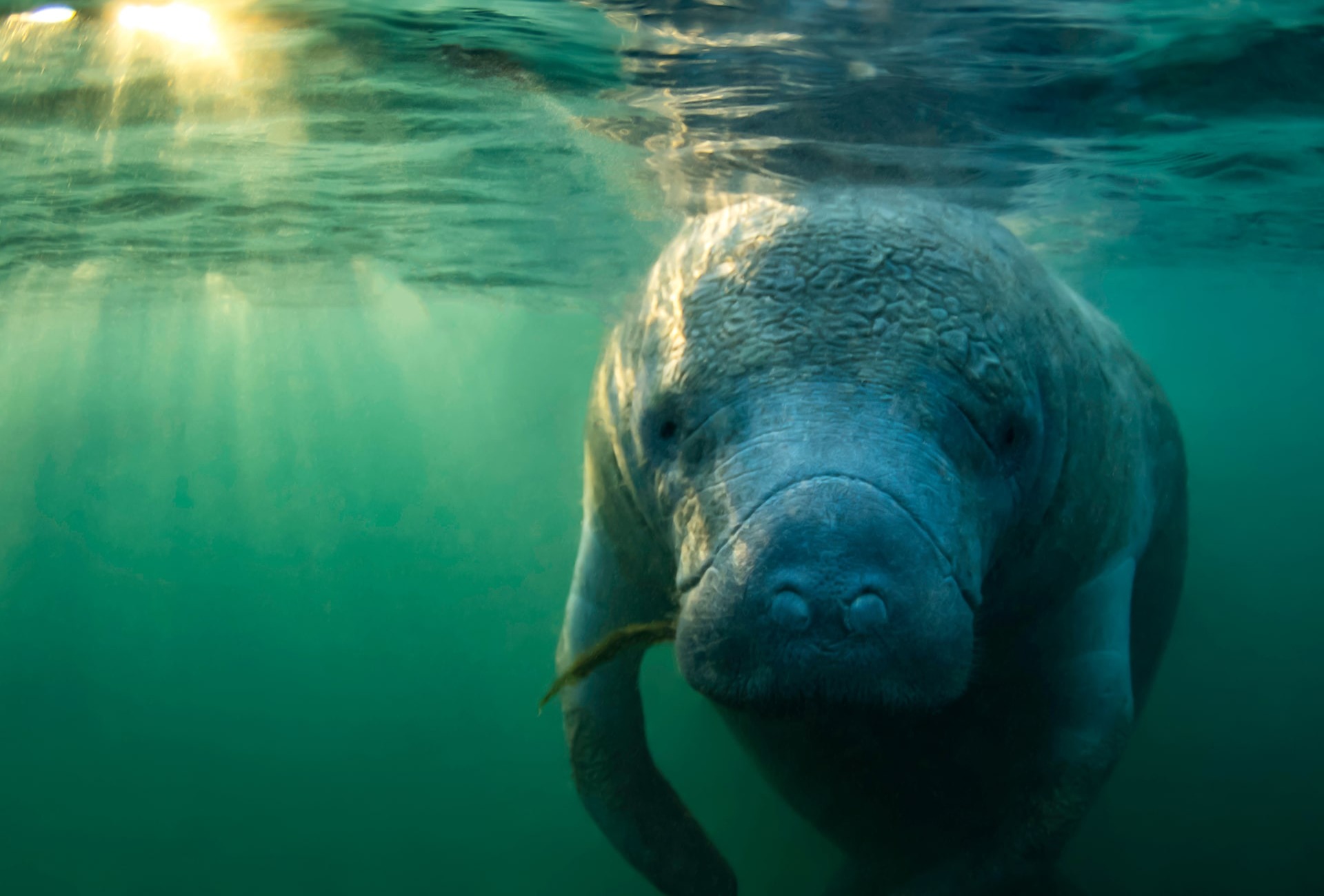 North American or West Indian Manatee, by Eric Carlander