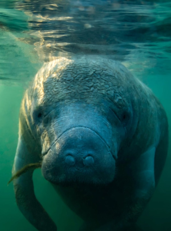 North American or West Indian Manatee, by Eric Carlander