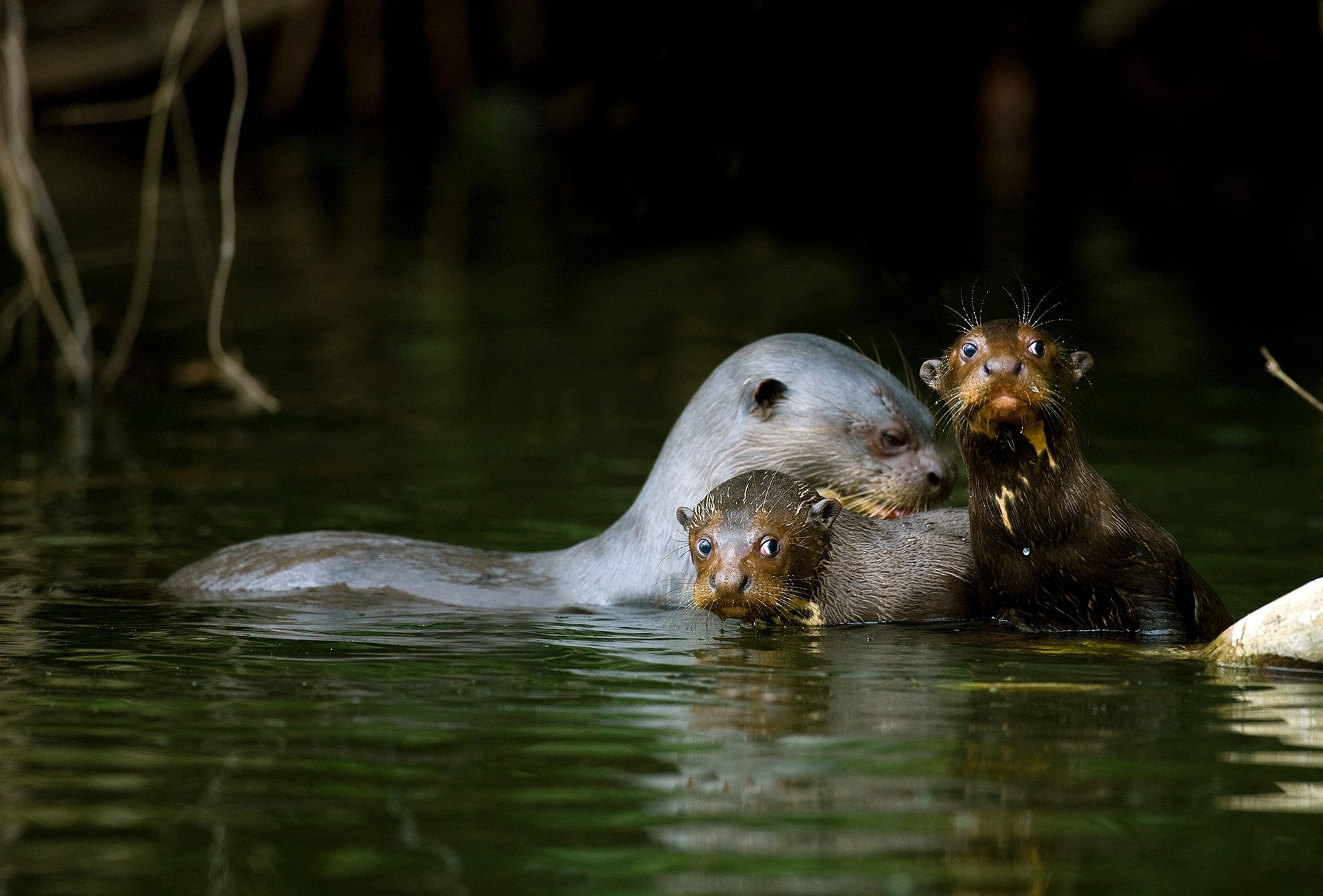 The Giant Otter, by Slowmotiongli