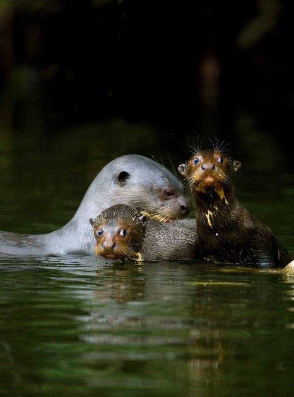 The Giant Otter, by Slowmotiongli