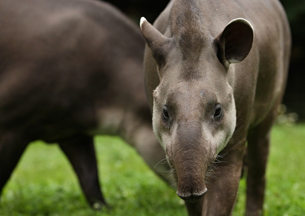 Lowland Tapir or South American Tapir, by PhotocechCZ