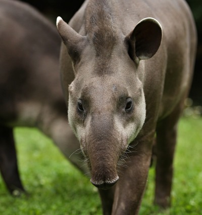 Lowland Tapir or South American Tapir, by PhotocechCZ