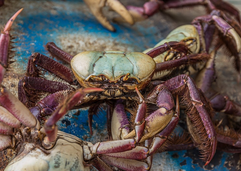 Swamp Ghost Crab, by Dmitrii Kash