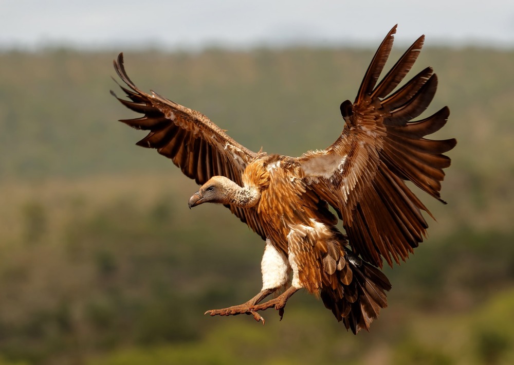 The White-Backed Vulture, Henk Bogaard