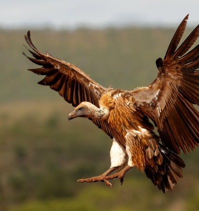 The White-Backed Vulture, Henk Bogaard