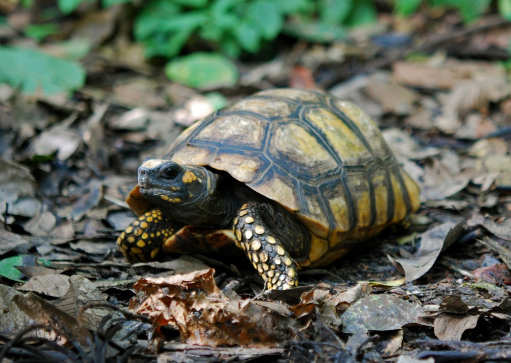 Yellow-footed Tortoise, by Geoff Gallice