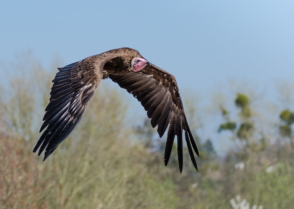 The Hooded Vulture, by Michael Jansen