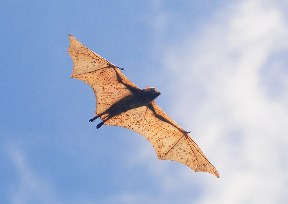 Giant Golden Crowned Flying Fox, by Luke Mrcos Imbong/Wikimedia Commons