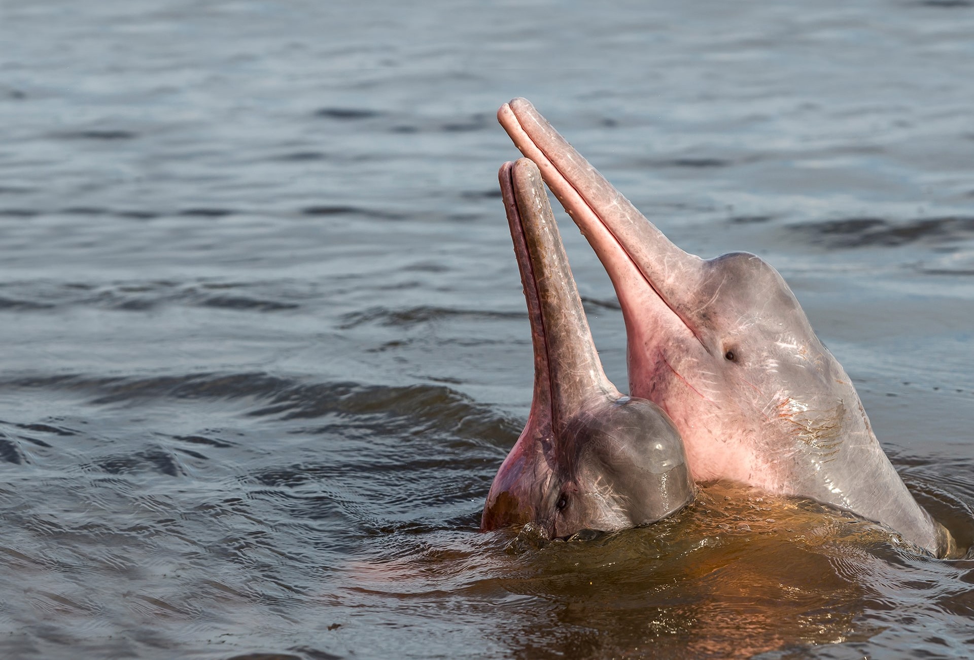 Amazon River Dolphin, by Coulanges