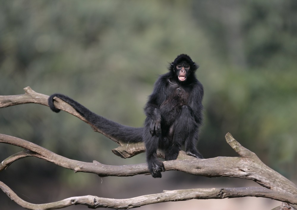 Black-faced Black Spider Monkey, by Mike Lane