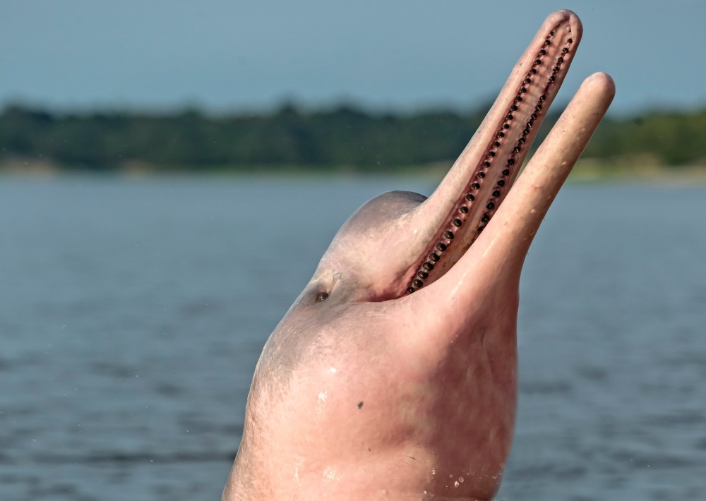Amazon River Dolphin, by COULANGES