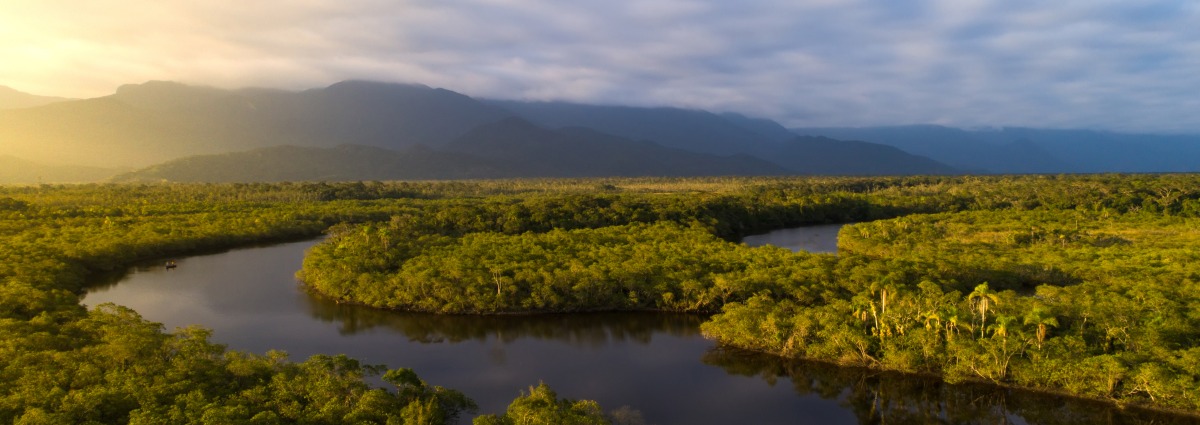 The Brazilian Amazon rainforest