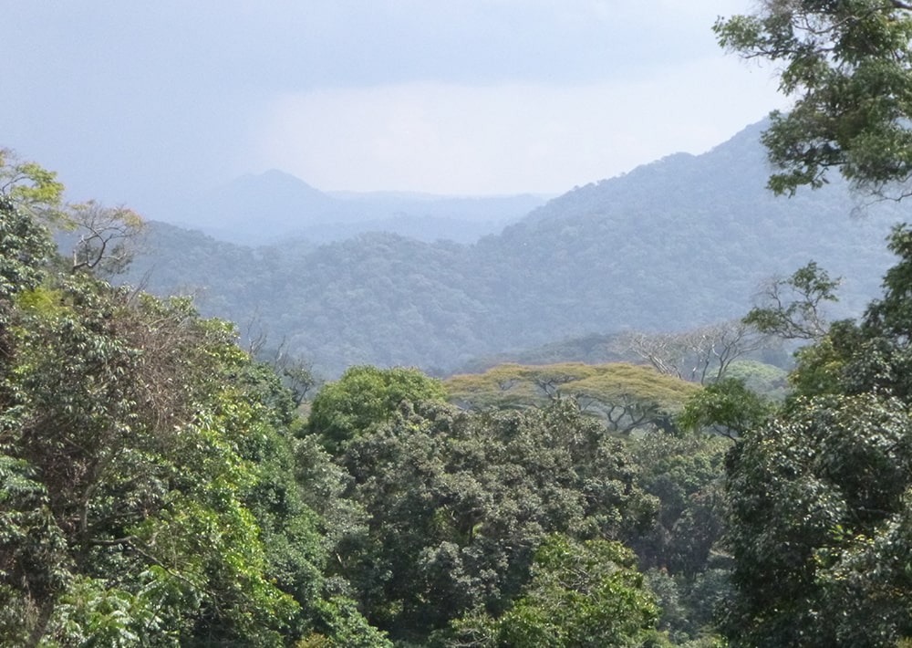The Usala Nature Reserve Area Landscape, courtesy Gorilla Rehabilitation and Conservation Education Center