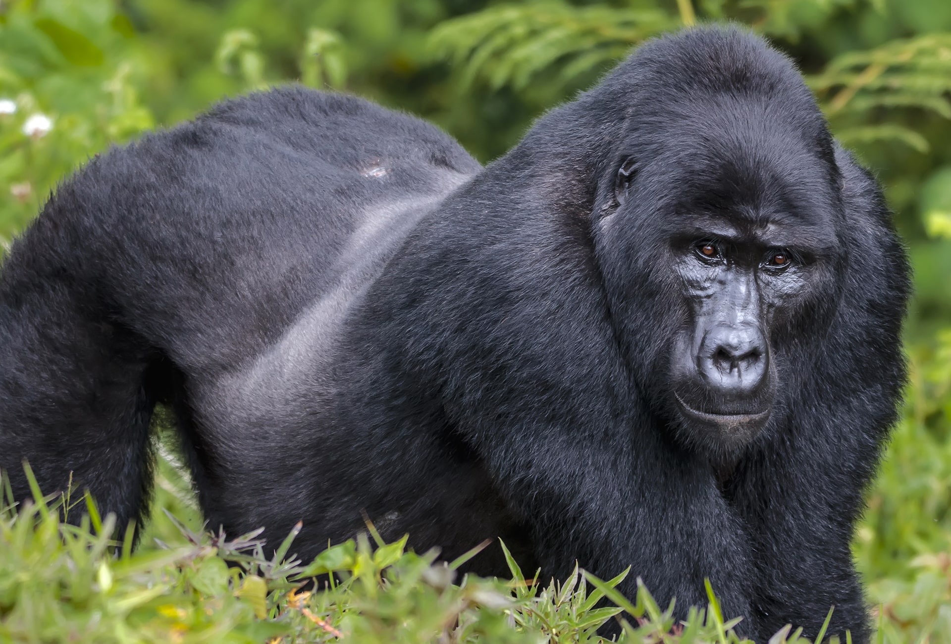 Eastern Lowland or Grauer's Gorilla, by Krasnova Ekaterina