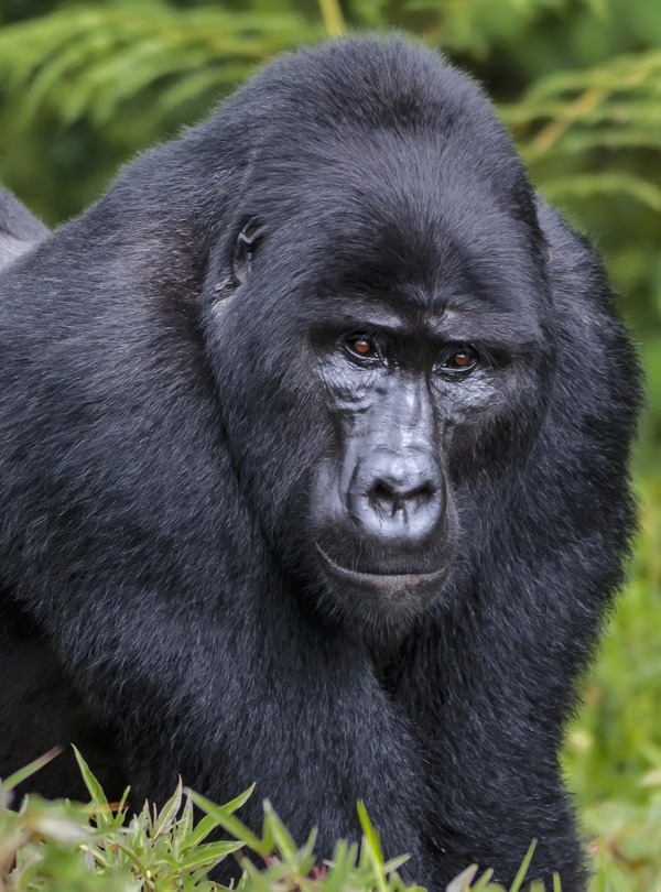 Eastern Lowland or Grauer's Gorilla, by Krasnova Ekaterina