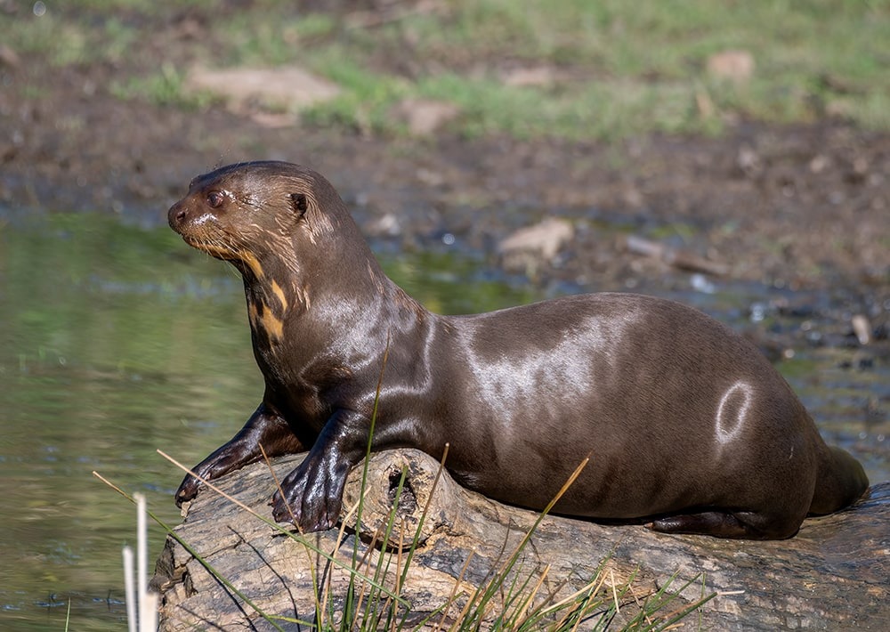 Giant Otter, by Ian Fox