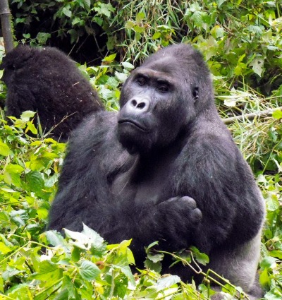 Grauer’s Gorillas, by WCS-DRC
