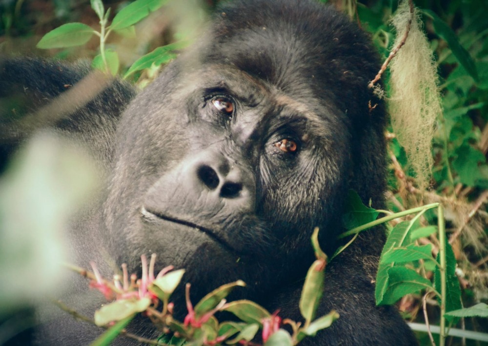 Grauer's Gorilla, by WCS