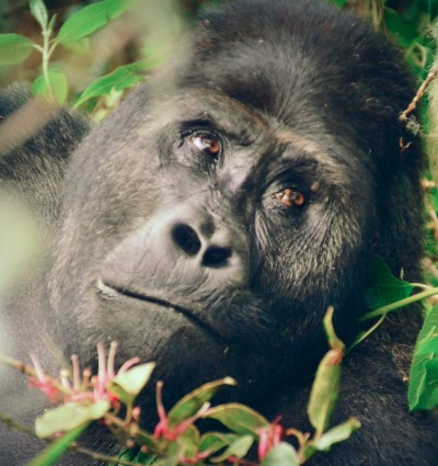 Grauer's Gorilla, by WCS-DRC