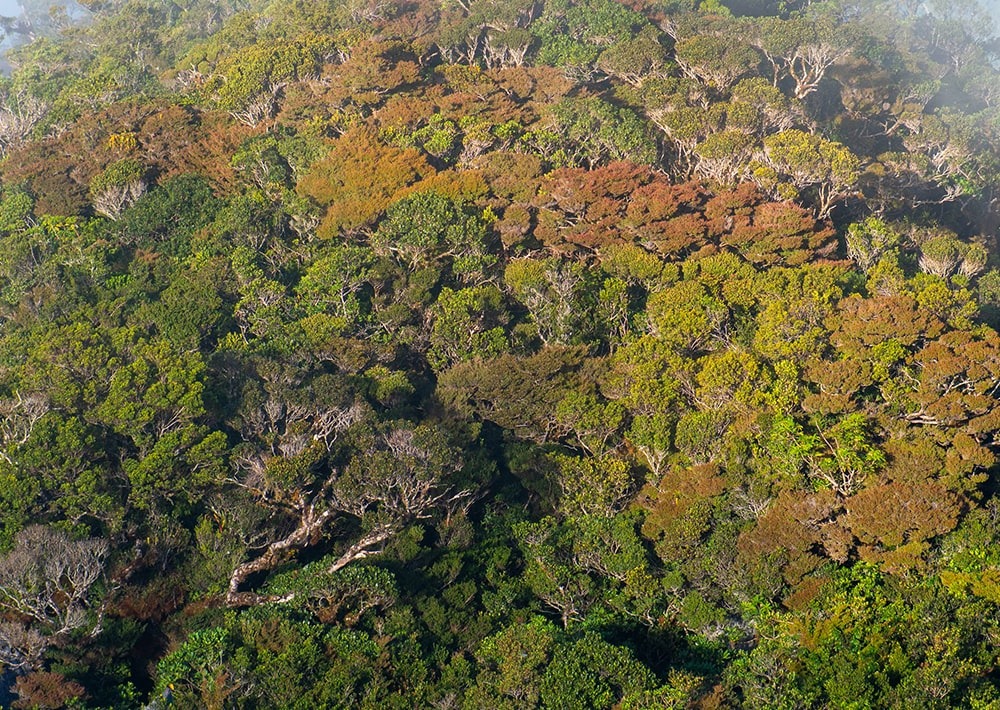Mossy Forest in Mt. Kampalili, by Eadweard Manzano