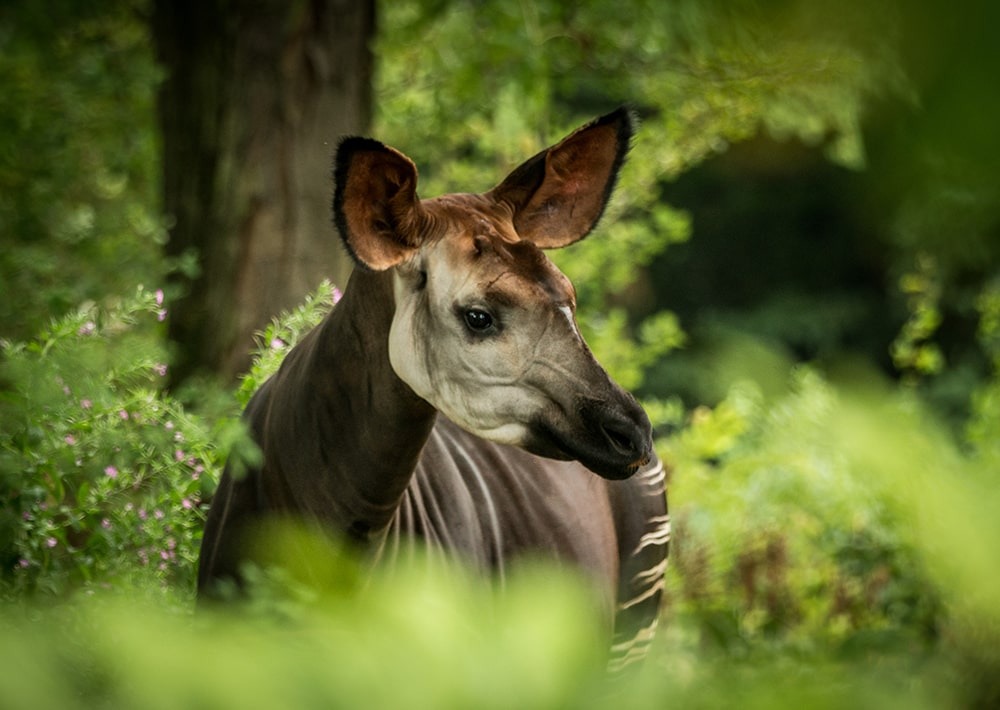 Okapi, by Jiri Hrebicek