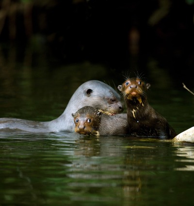 The Giant Otter, by Slowmotiongli