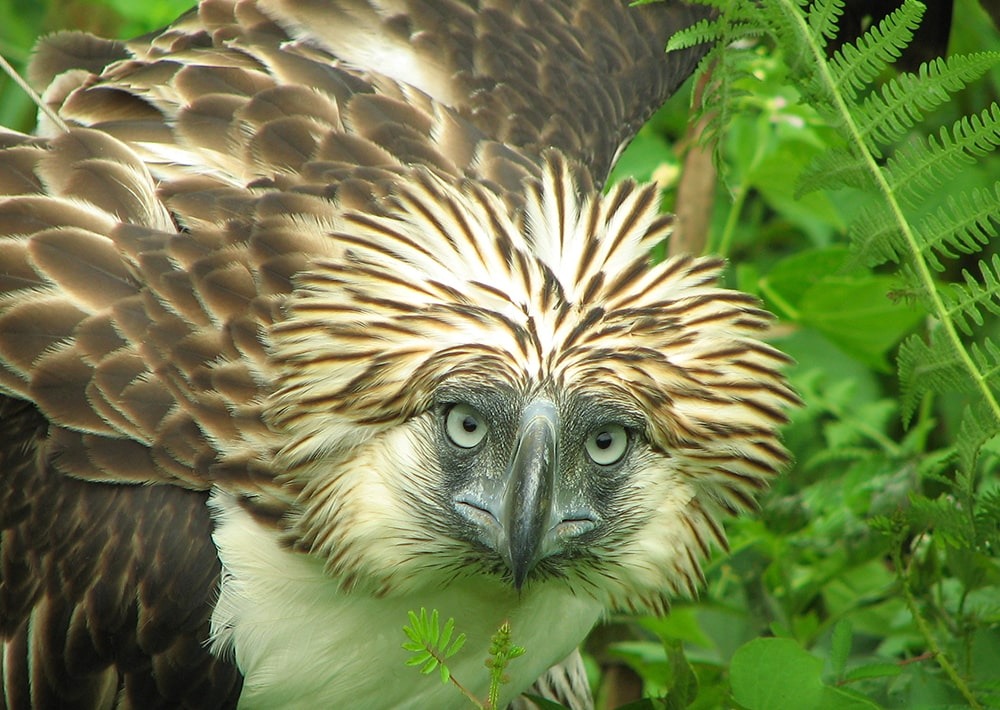 Philippine Eagle, by Casper Simon