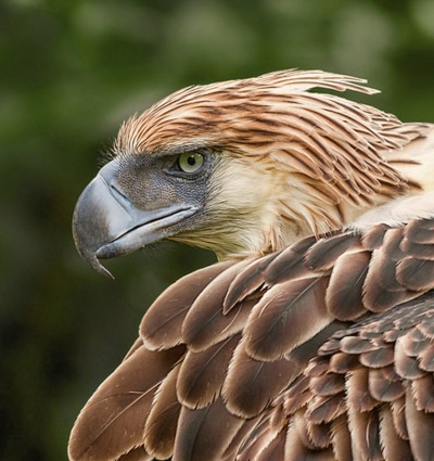 Phillippine Eagle