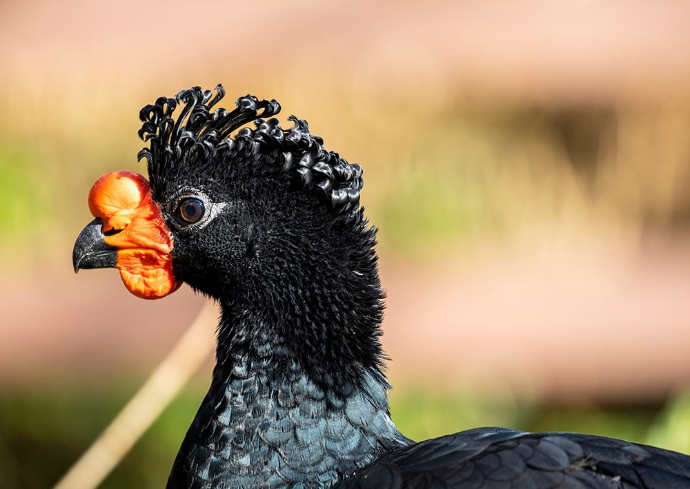 Wattled Curassow, by Danny Ye